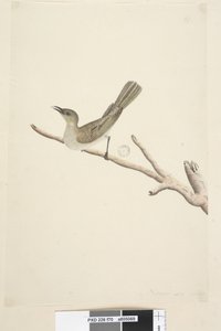 Página 70. Tamaño natural. Agosto Fuscous Honeyeater Lichenostomus fuscus, 1791-92 de Unknown artist