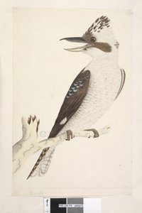 Página 75. Dacelo. tamaño natural. El dedo exterior y medio están conectados a la segunda articulación, el medio e interior a la primera. Kookaburra Dacelo gigas, 1791-92 de Unknown artist