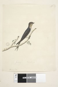 Página 76. Hirundo. en el centro inferior en otra mano Enero Tamaño natural Bienvenida Golondrina Hirundo neoxena, 1791-92 de Unknown artist