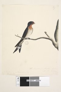 La Golondrina o Martín de N.S. Gales de Unknown artist