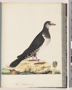 Página 77. Pájaro no identificado
