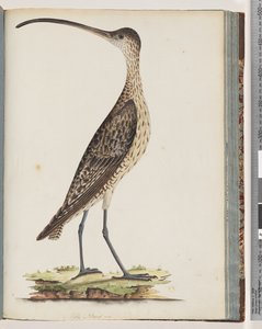 Página 78. Zarapito oriental de Unknown artist