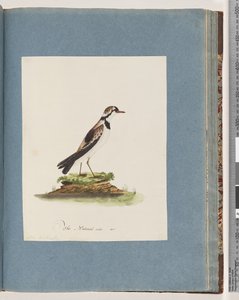 Página 79. Chorlitejo de frente negra. Charadrius Hiaticula de Unknown artist