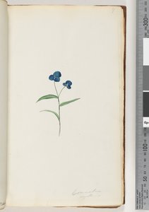 Página 7. Commelina capillaris de Unknown artist
