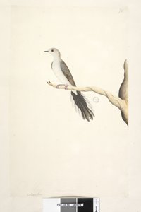Página 80. Columba. Mayo. Tamaño natural. Paloma Diamante Geopelia cuneata, 1791-92 de Unknown artist
