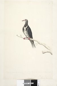 Página 81. Wunga, Wungee Pigeon. Dibujado a escala 1/2 del tamaño natural. Dos de estos pichones fueron vistos por primera vez en diciembre de 1791. Pichón Wonga Leucosarcia melanoleuca, 1791-92 de Unknown artist
