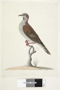 Página 83. Paloma de Ala Bronceada. Tamaño natural. Paloma Bronceada de Cepillo Phaps elegans, 1791-92 de Unknown artist