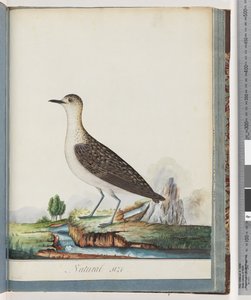 Página 83. Chorlito dorado hembra de Unknown artist
