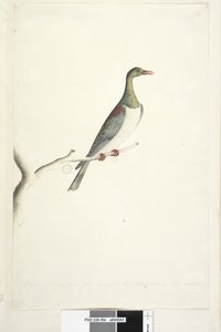 Página 84. Paloma de la Isla Norfolk dibujada a escala 1/2 del tamaño natural. Iris dudoso. Paloma de la Isla Norfolk Hemiphaga novaeseelandiae spadicea, 1791-92 de Unknown artist
