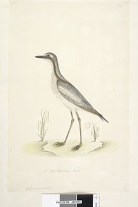 Página 85. Oedicnemus. 1/2 del tamaño natural. Zarapito de piedra del sur Burhinus magnirostris, 1791-92 de Unknown artist