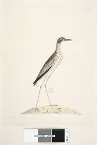 Página 86. Un pájaro nocturno. Oedicnemus. Este pájaro medía desde la punta del pico hasta la extremidad del dedo medio 30 pulgadas. Zarapito de piedra del sur Burhinus magnirostris, 1791-92 de Unknown artist