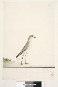 Página 88. Charadrius. debajo de la línea del marco en otra mano Este pájaro corre por el suelo como la Alondra de Arena y es muy común en las arenas de las diferentes partes del puerto. debajo de esto en tercera mano Tamaño natural Chorlitejo de gorra roj de Unknown artist