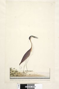 Página 89. Ardea ..?.. Nankeen Night, Garza Nycticorax caledonicus, 1791-92 de Unknown artist