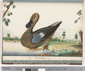 Página 89. Pato de Unknown artist