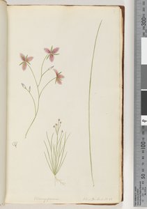 Página 8. Chlamysporum Sal. en Par Lond. No. 35