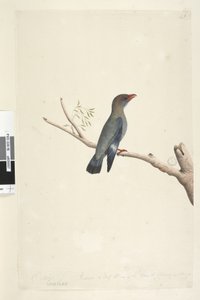 Página 8. Coraciae. Octubre. Reducido a la mitad del tamaño del pájaro del que se tomó el dibujo. Pájaro dólar Eurystomus orientalis, 1791-92