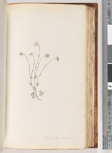 Página 94. Eriocalia minor