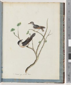 Página 94. Pájaros no identificados de Unknown artist