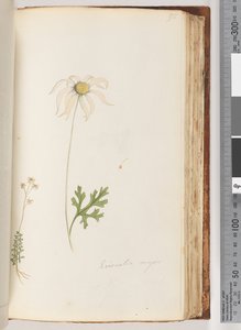 Página 95. Eriocalia major