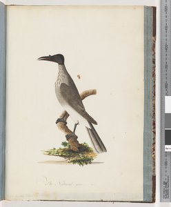 Página 95. Friarbird Ruidoso. Mielero de frente con nudo de Unknown artist