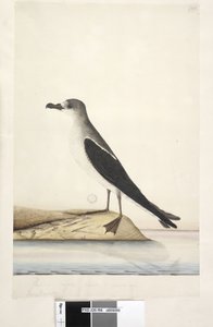 Página 96. Ave de la Isla Norfolk de Unknown artist