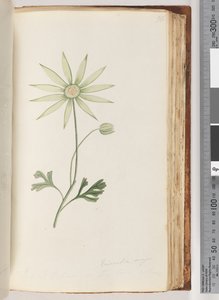 Página 96. Eriocalia major. Creo que este es el color verdadero de Unknown artist