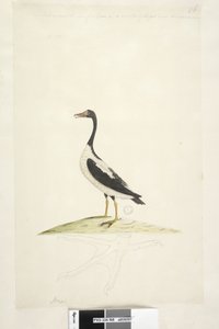 Página 98. Anas. a lo largo del borde superior en diferente mano Este ave es del tamaño de un ganso. A continuación se muestra un contorno del pie dibujado a tamaño natural Ganso Pío Anseranas semipalmata, 1791-92 de Unknown artist