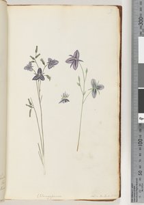 Página 9. Chlamysporum Sal. en Par Lond. No. 35 de Unknown artist