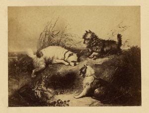 [Pintura de perros por Charles Tomkins] de Unknown artist
