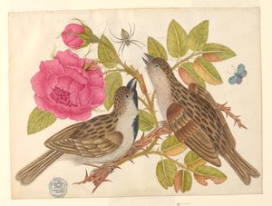 Pareja de pájaros marrones en tallo de rosa con mariposa y araña