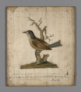 Foto de un pájaro de Unknown artist