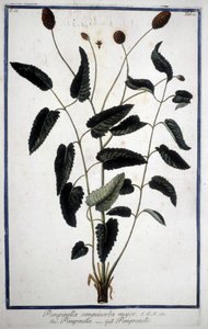 Pimprenelle: Pimpinella Sanguisorba mayor. de Unknown artist
