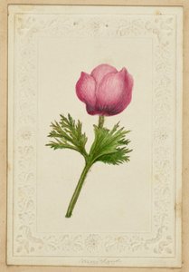 [Tarjeta de nota con flor rosa] de Unknown artist