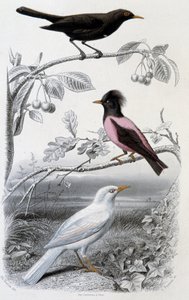 Placa de historia natural: Mirlo, mirlo blanco y mirlo rosa - en “Oeuvres de Buffon”, ed. Furne Jouvet & cie, París de Unknown artist