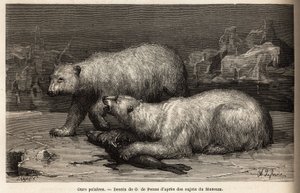 Osos polares en el hielo, golpeando una foca que acaban de atrapar. Grabado para ilustrar el viaje al mar libre del polo Ártico, por el Doctor Hayes, cirujano de la Marina de los Estados Unidos, en 1860-1862, publicado en “Le tour du monde, nouveau journal de Unknown artist