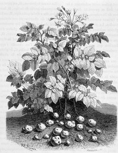 Patata y tubérculos amiláceos de sus raíces - Fig tree de Unknown artist
