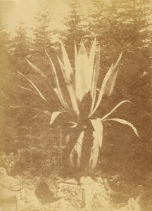 [Planta en maceta]