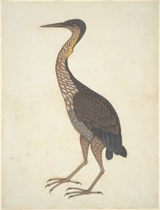 Garza imperial (Ardea purpurea) de Unknown artist