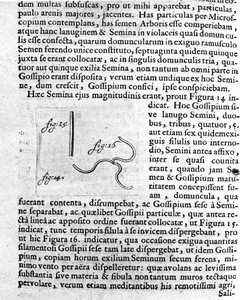 Representación de una semilla de árbol frutal. Descripción hecha por el comerciante y científico holandés Antoine van Leeuwenhoek (o Leeuvenhoek Leeuwenhoeck) (o Antoni o Anthonie) (1632-1723). Grabado de “Investigatio Arcanorum” 1722 de Unknown artist