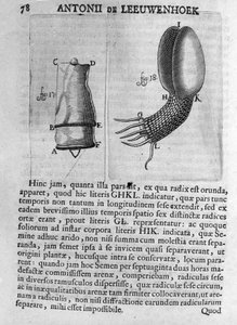 Representación de una semilla de árbol frutal. Estudio del comerciante y naturalista holandés Antoine van Leeuwenhoek (1632-1723). Grabado de “Investigatio Arcanorum” 1722.