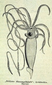 Representación de un Architeuthis Harveyi, calamar gigante de Unknown artist