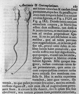 Representación de espermatozoides de perro. Descripción hecha por el comerciante y científico holandés Antoine van Leeuwenhoek (1632-1723). Grabado de 