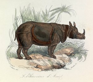 Rinoceronte asiático clasificado según la nomenclatura de Linneene y Cuvier (grabado) de Unknown artist