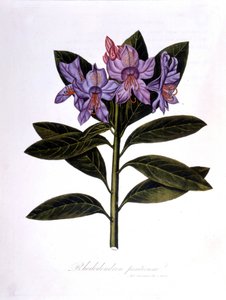 Rhododendron (Rhododendrum Pontium) de Unknown artist