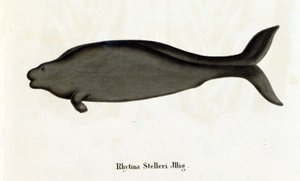 Rhytina Stelleri también llamada vaca marina de Steller, espécimen desaparecido en el siglo XVIII.