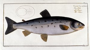 Salmón (Salmo salar) por Marc Elieser Bloch de Unknown artist