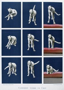 Serie de fotogramas de un gato cayendo, c.1895 (grabado)