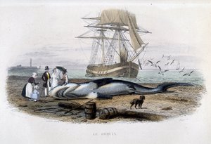 Pesca de tiburones - en "Histoire naturelle de Lacépède" de Unknown artist