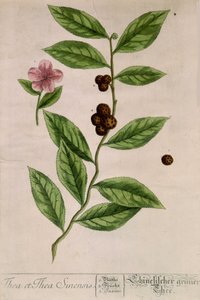 Planta de té Sinensis - lámina botánica de Unknown artist