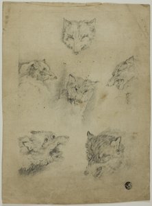 Seis bocetos de cabezas de lobo